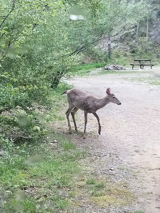 Gooney Creek Campgrounds 9