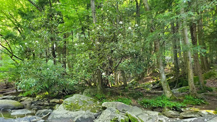 Swallow Falls Campground 3