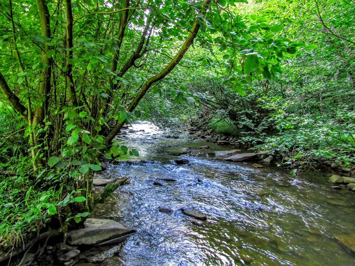Laurel Fork Campground 2