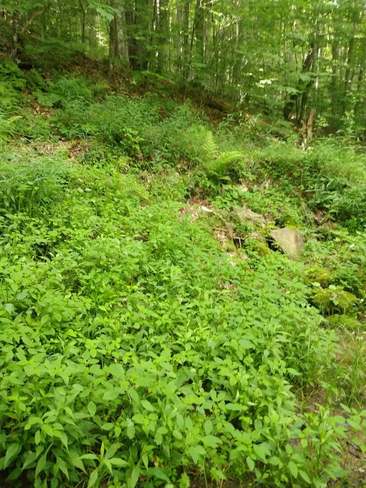 Laurel Fork Campground 4