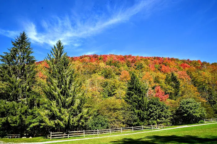 Laurel Fork Campground 8