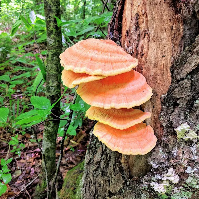Laurel Fork Campground 5