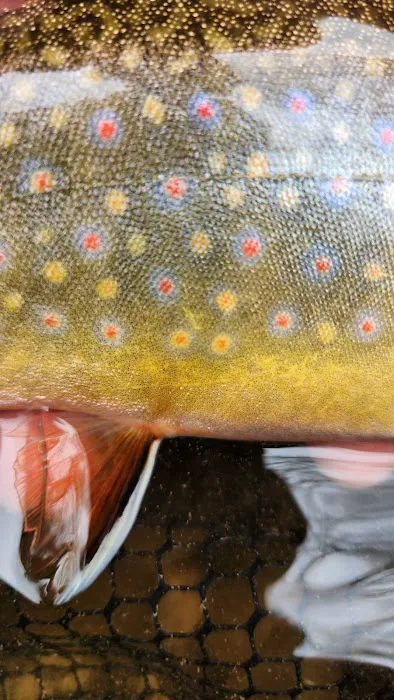 The Trout Camp aka Fontinalis Farms and Campground LLC. 6
