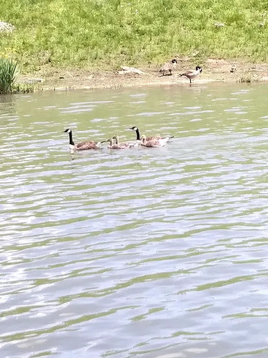 Curtisville Lake and Campground 3