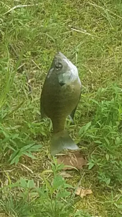 Pete's Lake And Campground 2