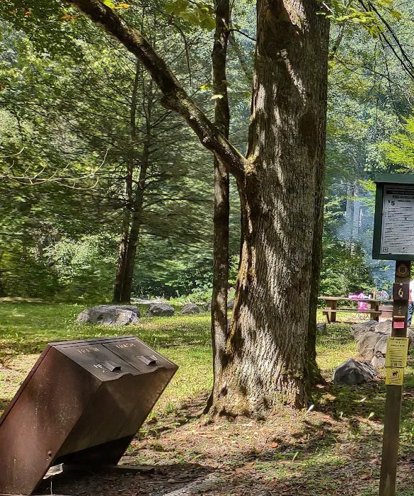 Williams River Campsite 6 0