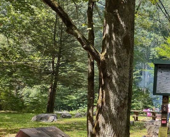 Williams River Campsite 6