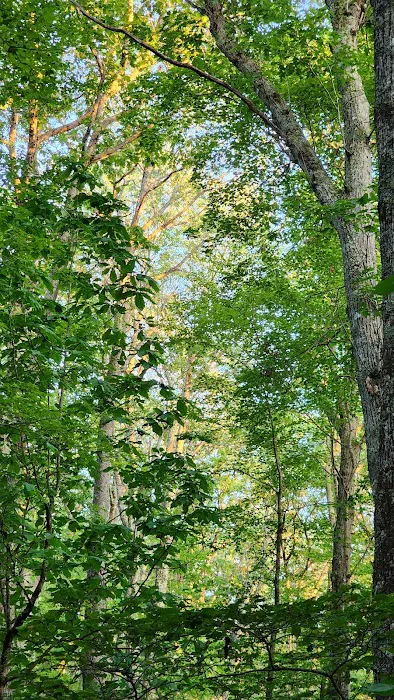 Bishop Knob Campground 4