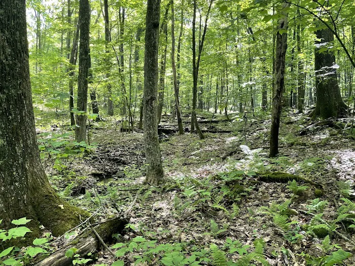 Bishop Knob Campground 7