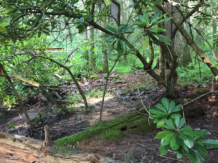 Pocahontas Campground 8