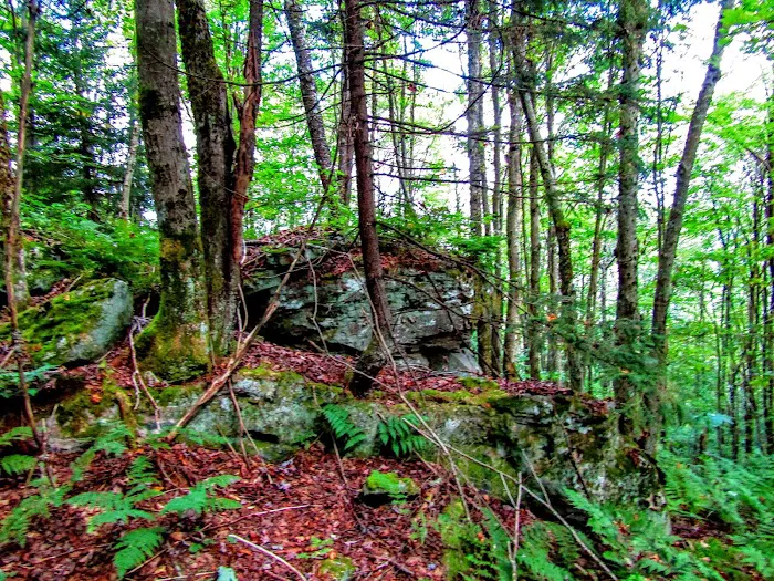 Tea Creek Campground 6
