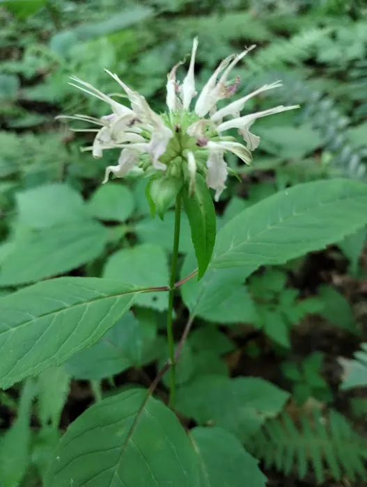 Kanawha State Forest Group Campsite 1