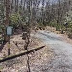 Williams River Campsite 18