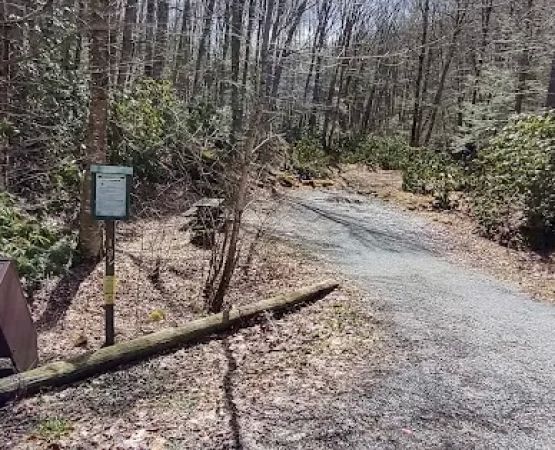 Williams River Campsite 18