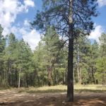 Turney Gulch Group Campground
