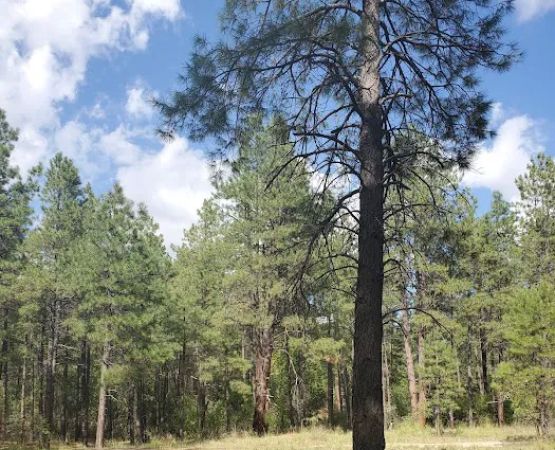 Turney Gulch Group Campground