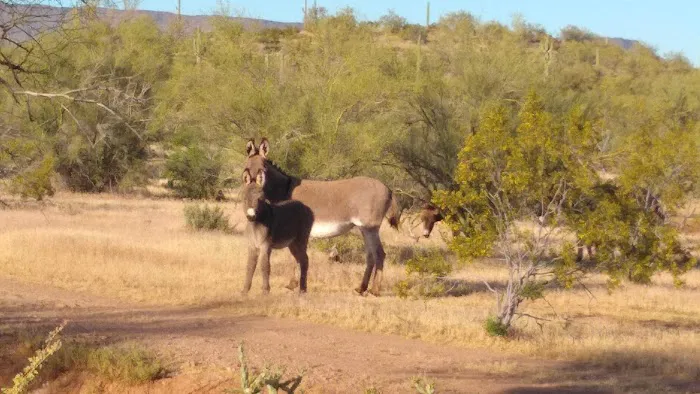 Great BLM STAGING AREA And Camping 6