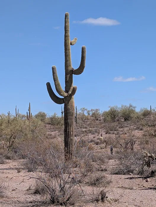 Camp Spot (BLM) 2
