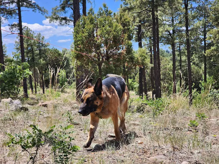 Mingus Mountain Vista & Picnic Observation Site (recgovnpsdata) 3