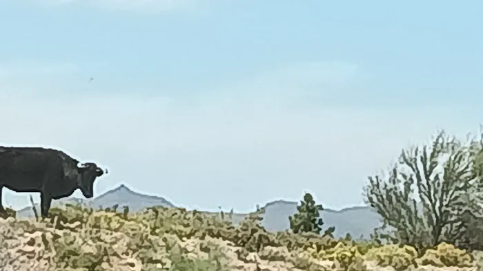 Javelina Campsite 2