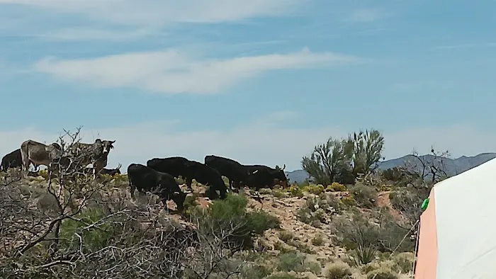 Javelina Campsite 0