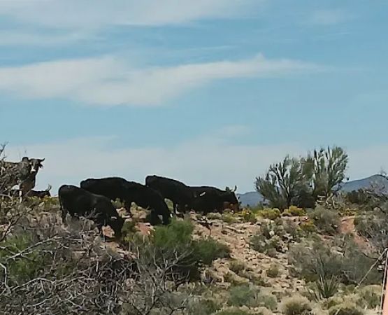 Javelina Campsite