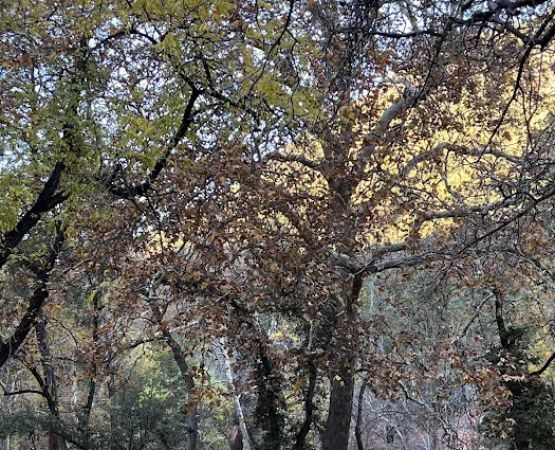 Manzanita Campground