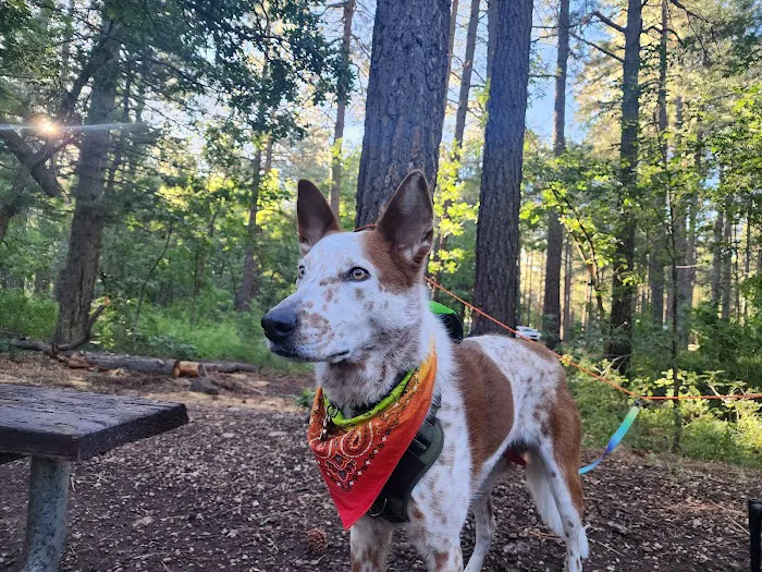 Dairy Springs Campground 7