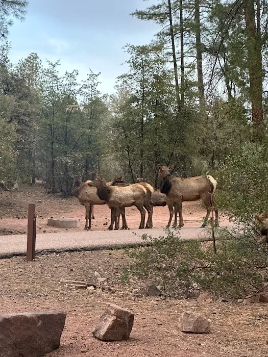Houston Mesa Campground 9