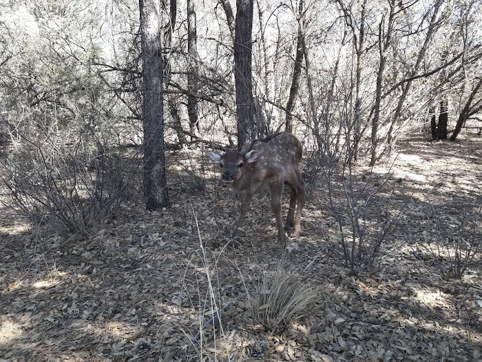 Houston Mesa Horse Campground 5