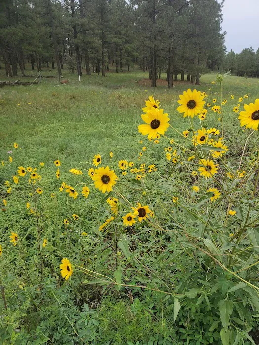 Pine Grove Campground 5