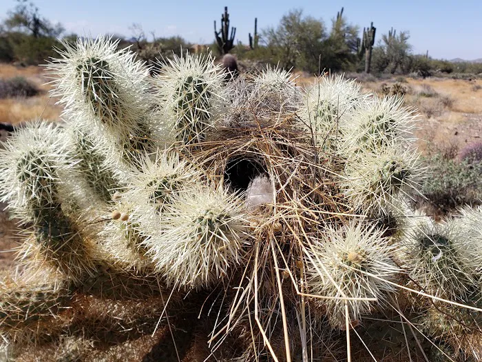 Cave Creek Regional Park Campgrounds 7