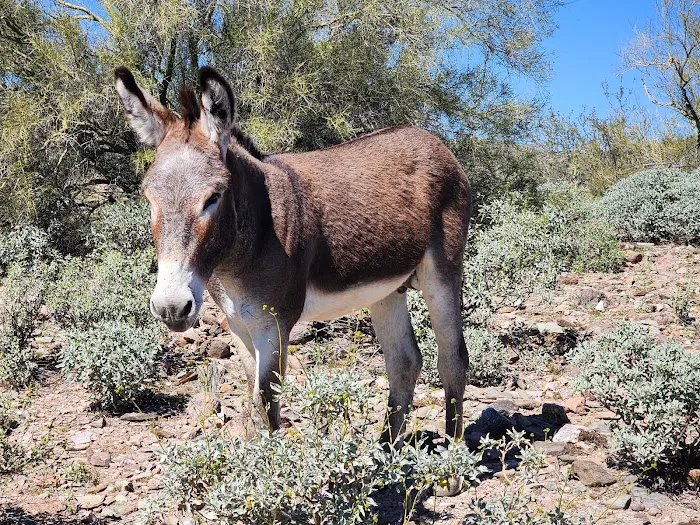 Desert Tortoise Campground 4