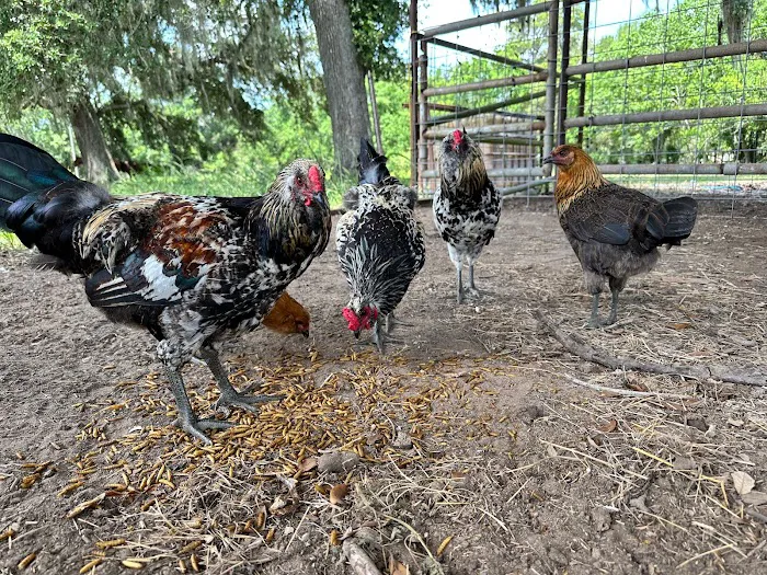 Gray Ranch 4