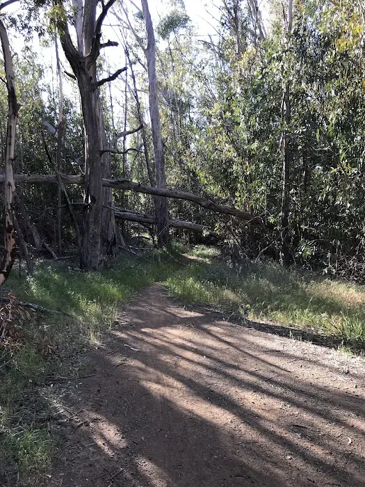 Cerro Alto Campground 4