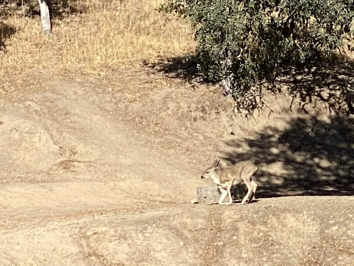 Quail's Roost Campground 6