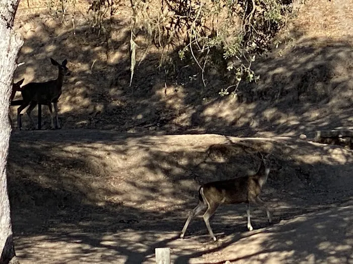 Quail's Roost Campground 3