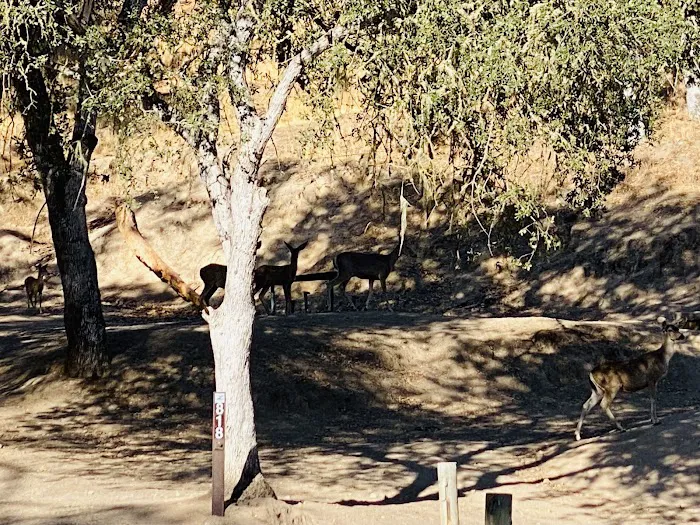 Quail's Roost Campground 4
