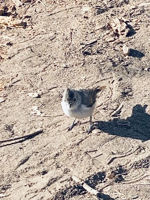 Quail's Roost Campground 1
