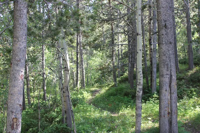 Cottonwood Campground 2