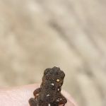 Lodgepole Campground