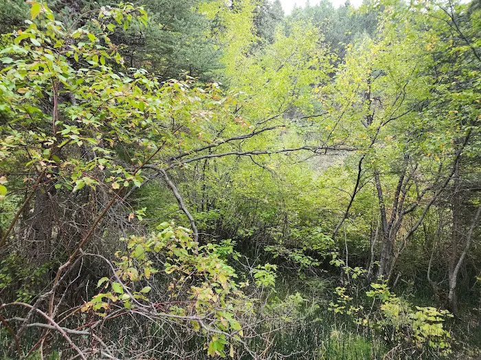 Swift Creek Campground 4