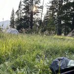 Mist Creek Meadows 3T2