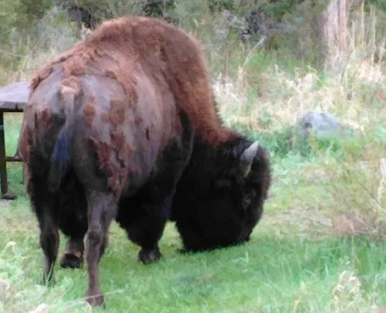 Elk Fork Campground