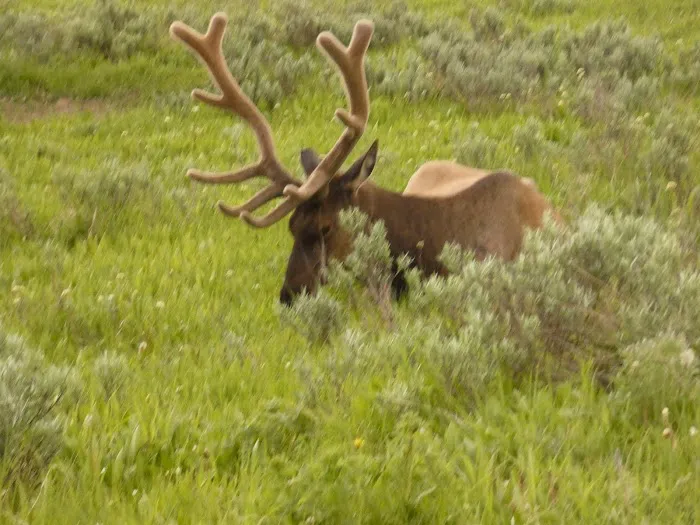 Elk Fork Campground 8