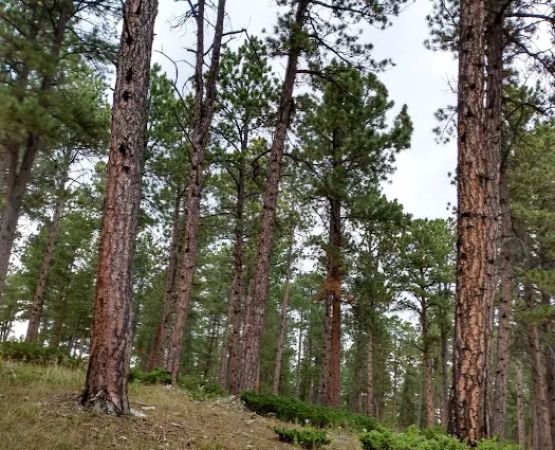Reuter Campground