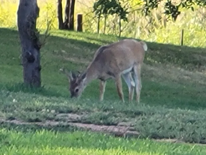 BEULAH CAMPGROUND 8