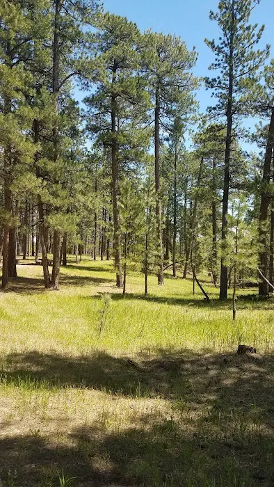 Bearlodge Campground 7