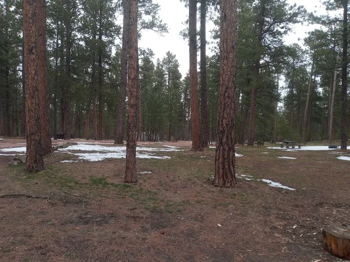 Bearlodge Campground 6