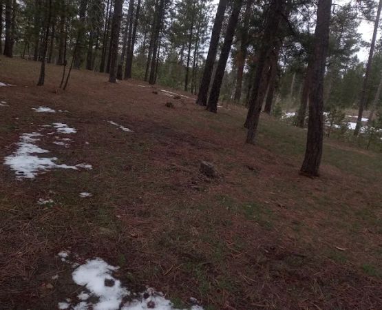 Bearlodge Campground